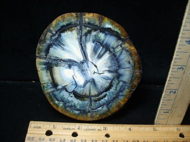 Authentic Woolly Mammoth Tusk Cross Section (072424d)