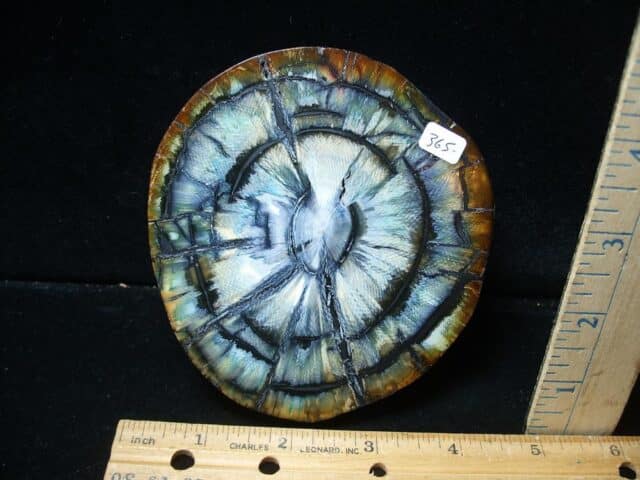 Authentic Woolly Mammoth Tusk Cross Section (072424d) - Image 3