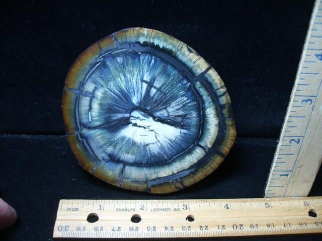 Authentic Woolly Mammoth Tusk Cross Section (072424e)