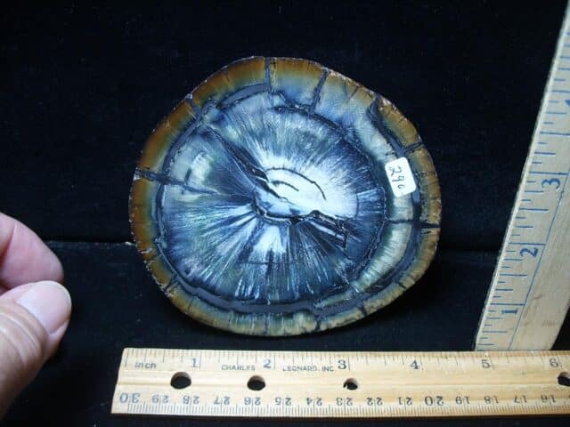 Authentic Woolly Mammoth Tusk Cross Section (072424e) - Image 3