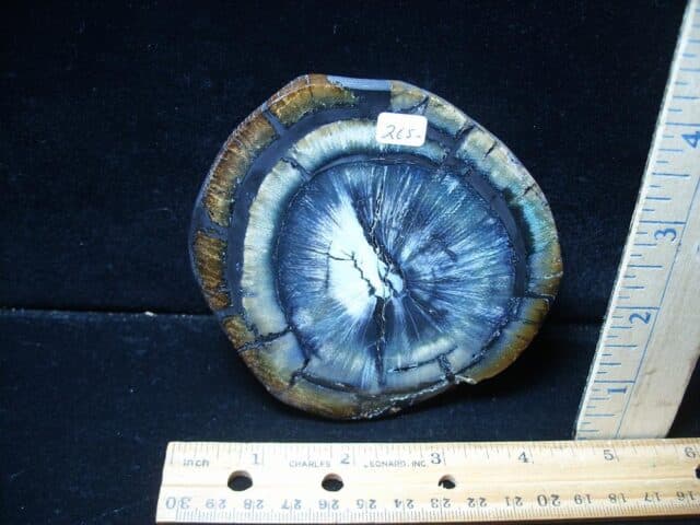 Authentic Woolly Mammoth Tusk Cross Section (072424g) - Image 3