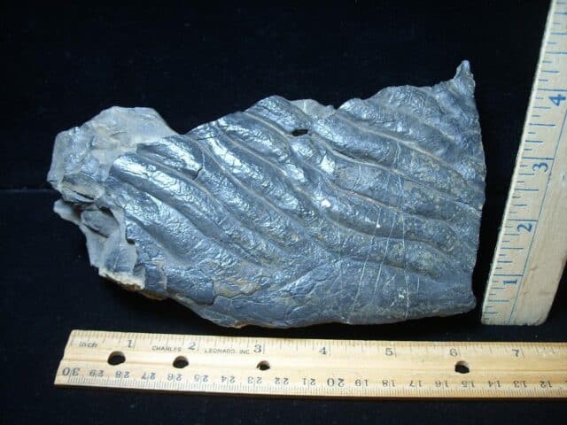 Rare Beautiful Stromatolite Slab (072424k)...ON HOLD