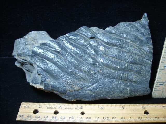 Rare Beautiful Stromatolite Slab (072424k)...ON HOLD - Image 4
