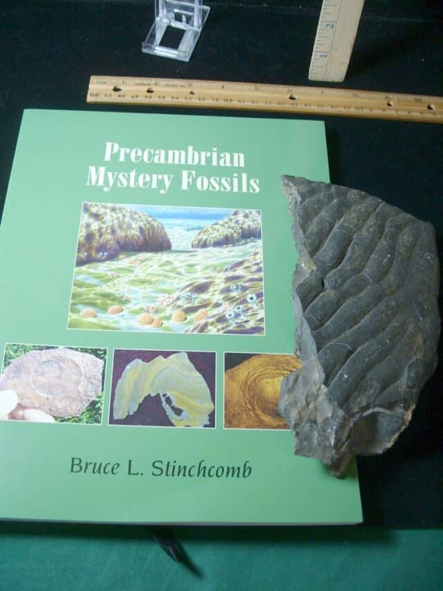 Rare Beautiful Stromatolite Slab (072424k)...ON HOLD - Image 2