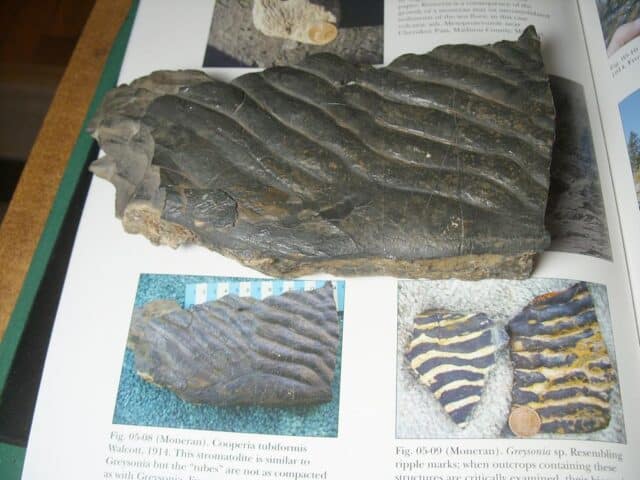 Rare Beautiful Stromatolite Slab (072424k)...ON HOLD - Image 3