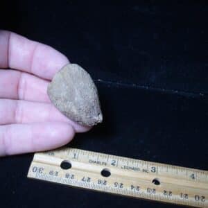 Large Fossil Tortoise Foot Claw (052624g)