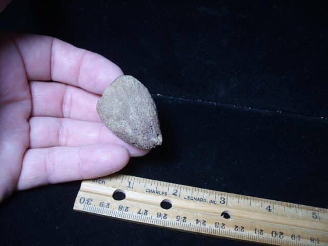 Large Fossil Tortoise Foot Claw (052624g)
