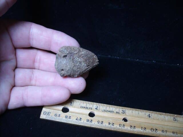 Large Fossil Tortoise Foot Claw (052624g) - Image 4