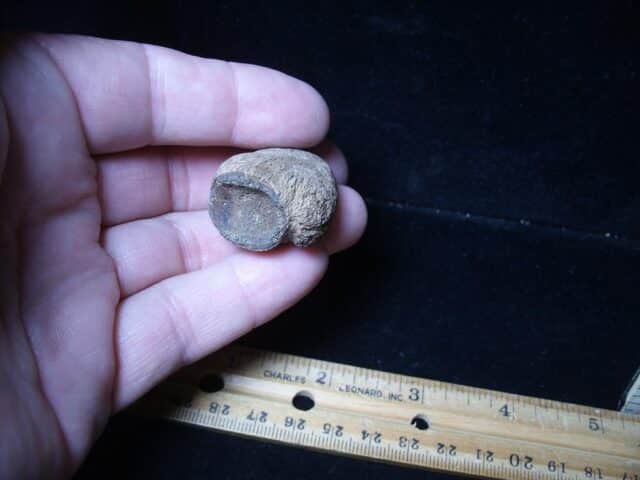 Large Fossil Tortoise Foot Claw (052624g) - Image 6