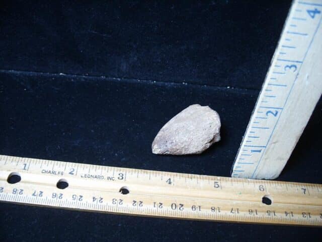 Large Fossil Tortoise Foot Claw (052624g) - Image 5