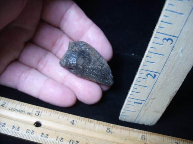 Large Fossil Tortoise Foot Claw (052624j)
