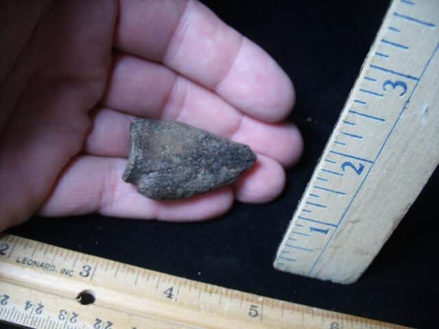 Large Fossil Tortoise Foot Claw (052624j) - Image 3