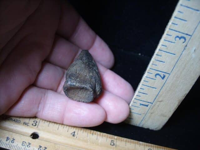 Large Fossil Tortoise Foot Claw (052624j) - Image 4