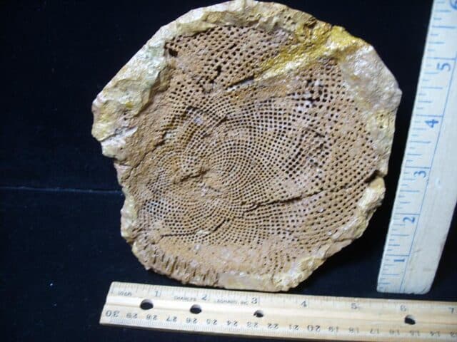 Very Rare Red Fossil Algae (072724b) - Image 2