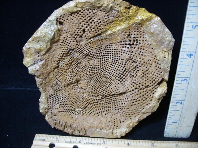 Very Rare Red Fossil Algae (072724b)
