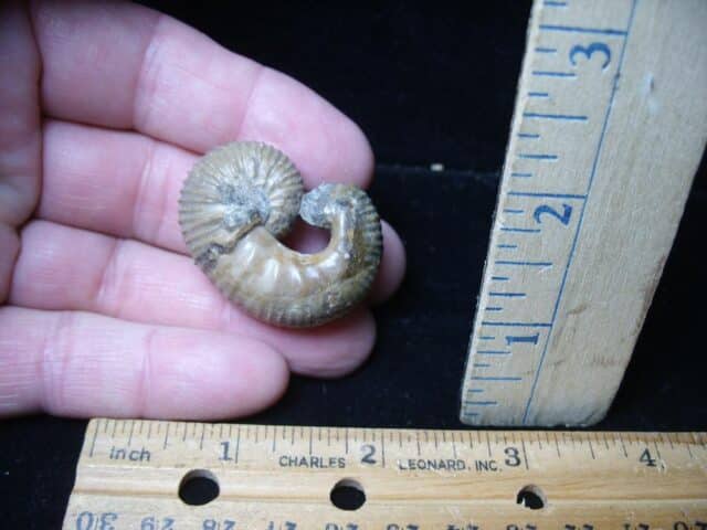 Very Rare Heteromorph Ammonite (072724c) - Image 2