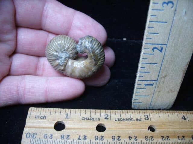 Very Rare Heteromorph Ammonite (072724c) - Image 3