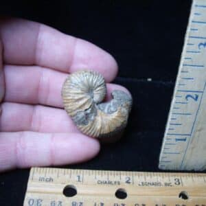 Very Rare Heteromorph Ammonite (072724d)
