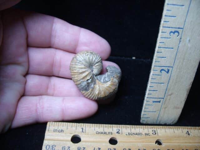Very Rare Heteromorph Ammonite (072724d)