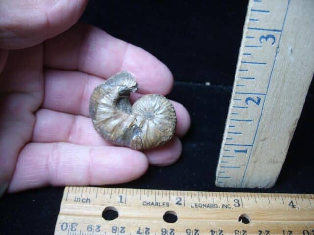 Very Rare Heteromorph Ammonite (072724d) - Image 2