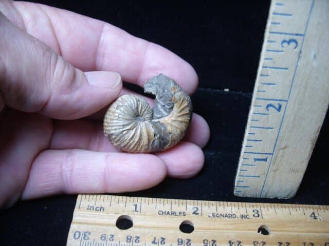 Very Rare Heteromorph Ammonite (072724d) - Image 3