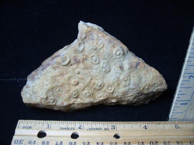 Worm Skolithos- Trace Fossil (072424m)