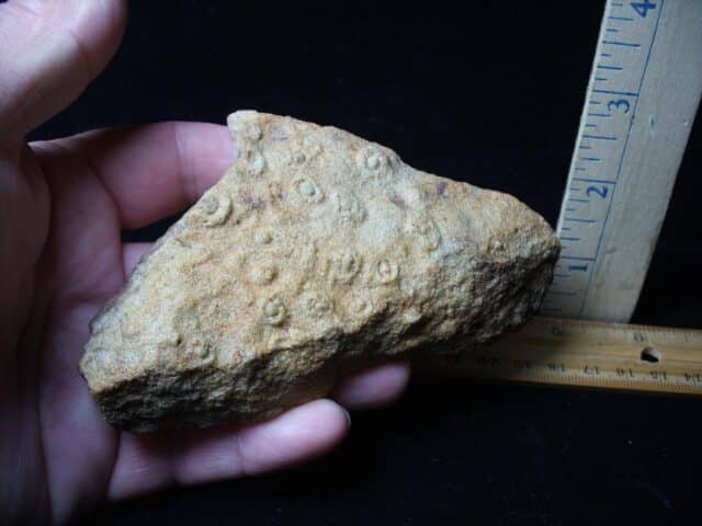 Worm Skolithos- Trace Fossil (072424m) - Image 2