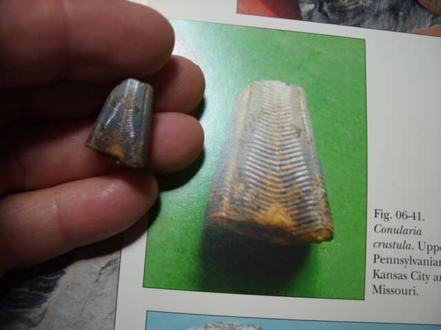 Conularid Fossil  (072424f) - Image 3