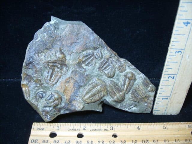 Rare Bohemian Trilobites Ellipocephalus (072724g) - Image 2