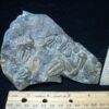 Rare Bohemian Trilobites Ellipocephalus (072724g)