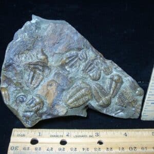 Rare Bohemian Trilobites Ellipocephalus (072724g)