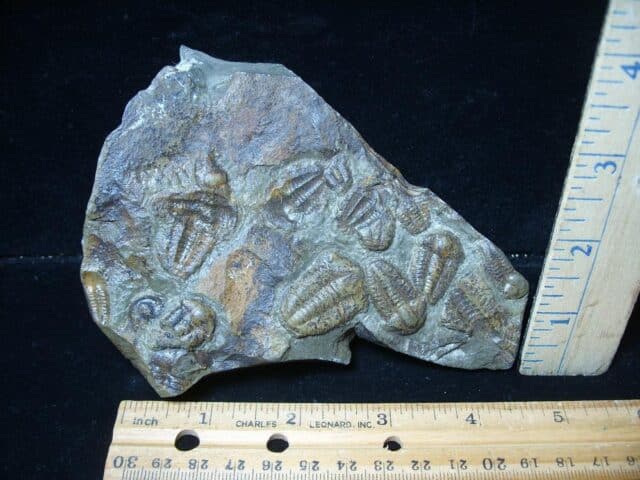 Rare Bohemian Trilobites Ellipocephalus (072724g)