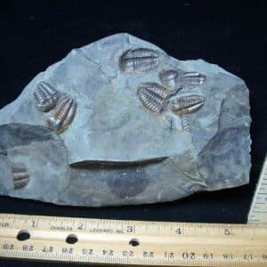 Rare Bohemian Trilobites Ellipocephalus (072724h)