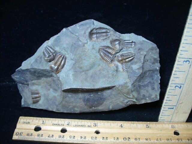 Rare Bohemian Trilobites Ellipocephalus (072724h) - Image 2