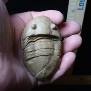 Fossilized Trilobite – Homotelus  (072724j)