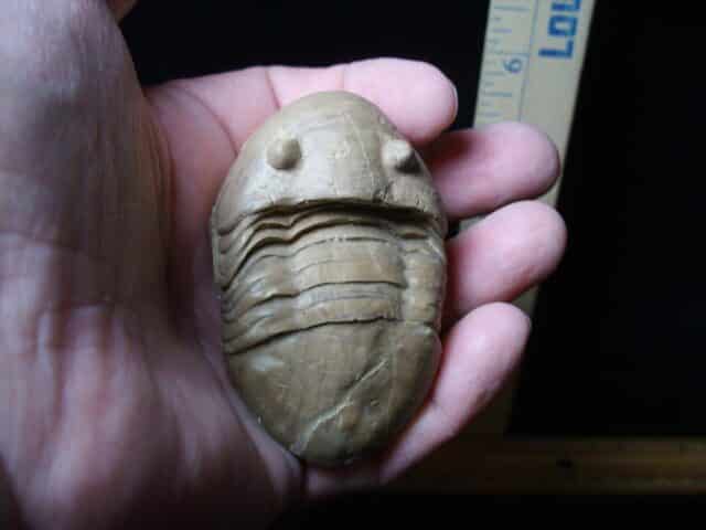 Fossilized Trilobite – Homotelus  (072724j)