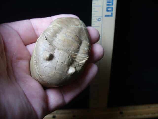 Fossilized Trilobite – Homotelus  (072724j) - Image 4