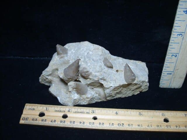 Very Rare Monoplacophorans (076324b)