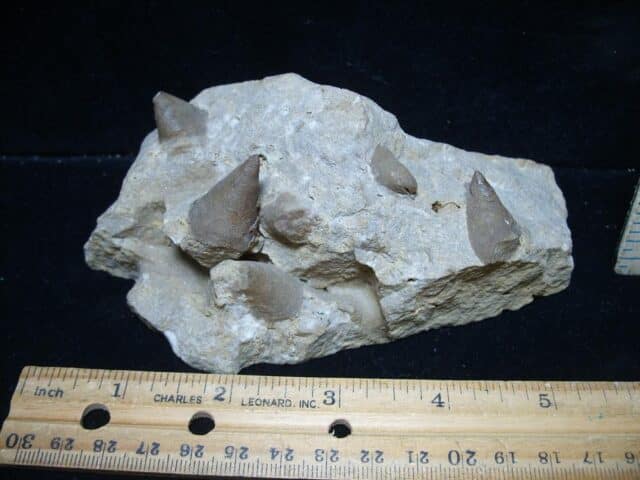 Very Rare Monoplacophorans (076324b) - Image 2
