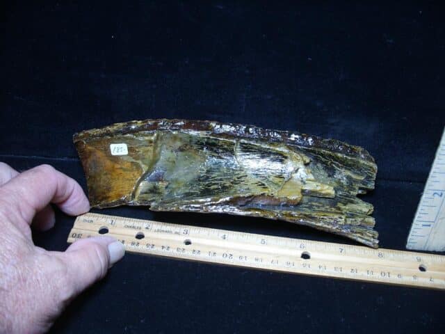 Mammoth Tusk Partial Specimen(072724n) - Image 3