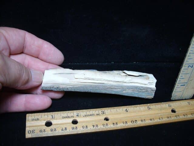Mammoth Tusk Partial Specimen(072924a) - Image 3