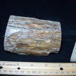 Mammoth Tusk Partial Specimen(072924d)