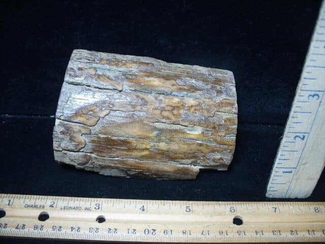 Mammoth Tusk Partial Specimen(072924d)