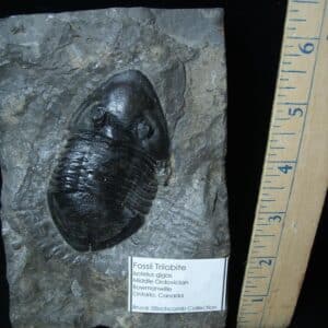 Rare Fossilized Trilobite – Isotelus gigas (072924e)