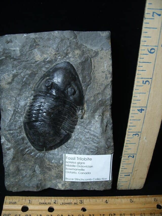 Rare Fossilized Trilobite – Isotelus gigas (072924e)