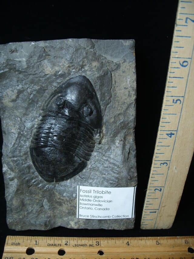 Rare Fossilized Trilobite – Isotelus gigas (072924e) - Image 2