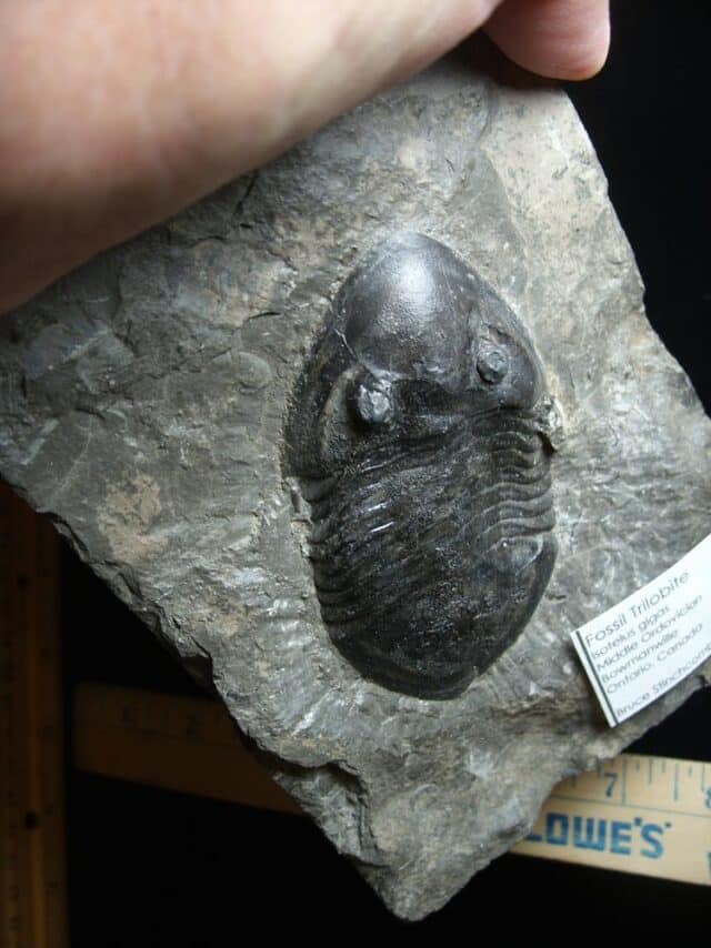 Rare Fossilized Trilobite – Isotelus gigas (072924e) - Image 3