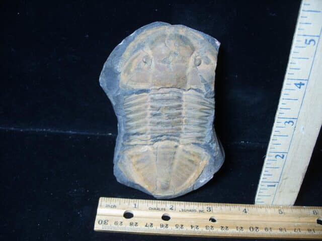 Fossilized Trilobite – Hoekaspis sp. (072924f)