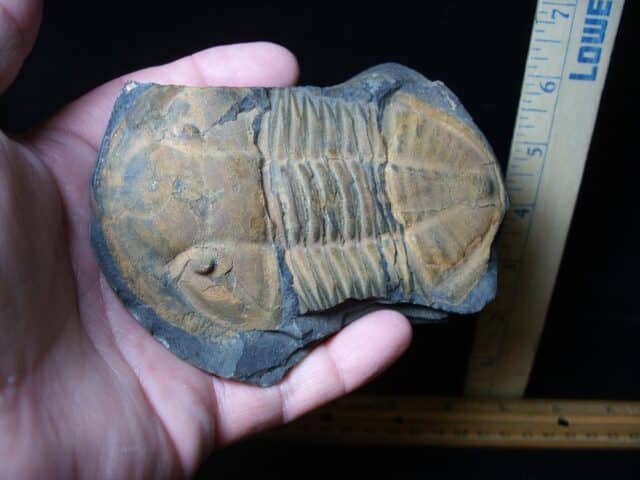 Fossilized Trilobite – Hoekaspis sp. (072924f) - Image 2