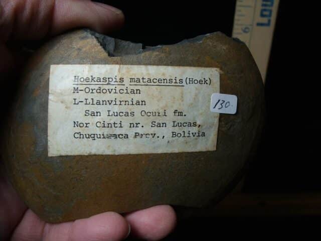 Fossilized Trilobite – Hoekaspis sp. (072924f) - Image 3